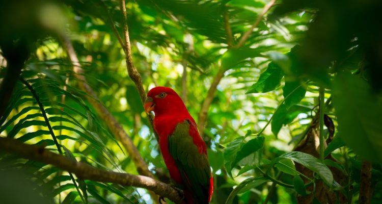 Exotic parrot in jungle