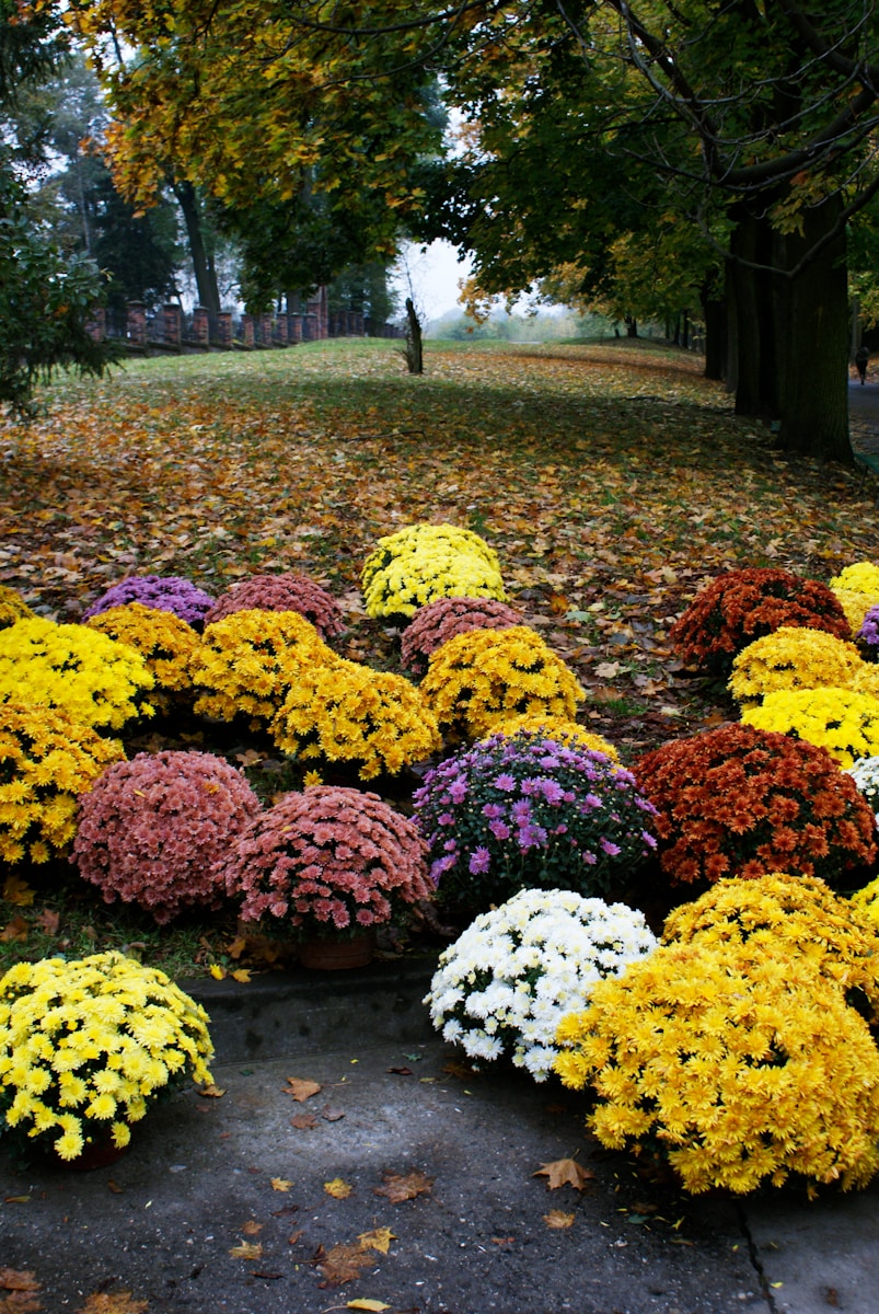 a bunch of flowers that are on the ground