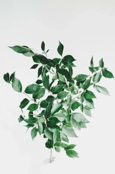 Plante