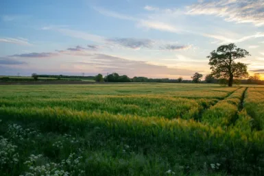 Agriculture