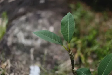 Naturopathe