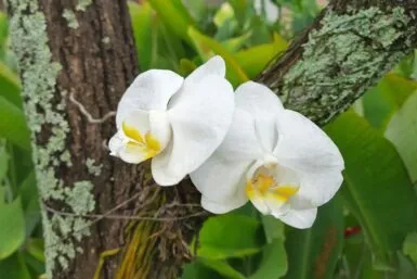 Orchidée