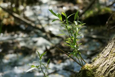 Naturopathe